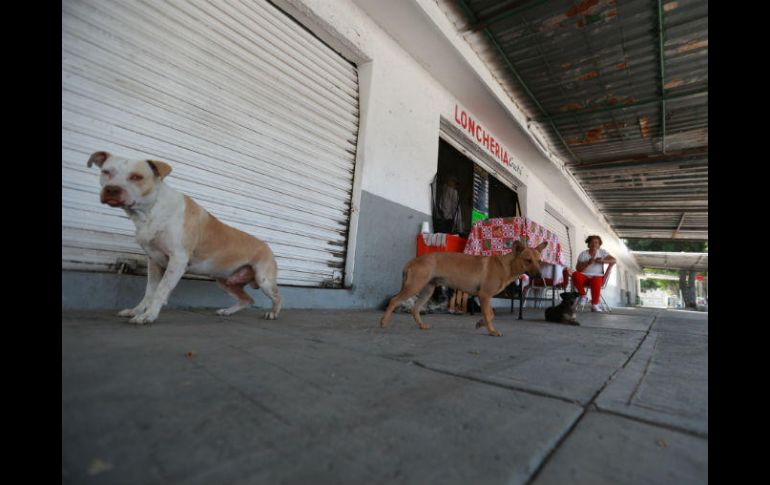 Así lucen los locales del Mercado Obreros de Cananea, en Zapopan. EL INFORMADOR / F. Atilano