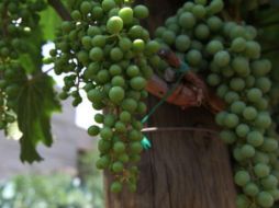 La vid es la planta que tiene como fruto la uva. NTX / ARCHIVO