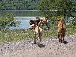 ''Son cruzas de perros de pelea que alguien con perversidad los entrenó y los dejó libres'', señala el edil. EL INFORMADOR / ARCHIVO