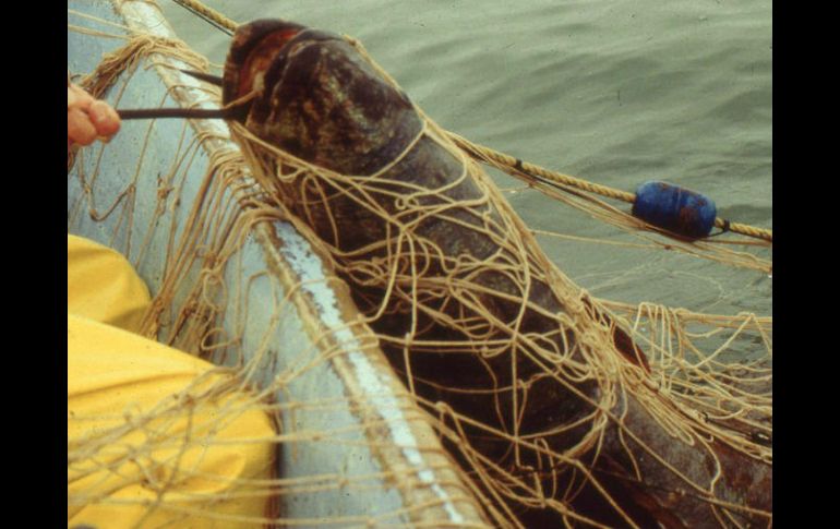 Las redes agalleras son la principal causa de muerte de mamíferos marinos. AFP / ARCHIVO