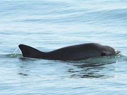 Se estima quedan menos de 30 ejemplares de la vaquita marina en el Golfo de California. EFE / ARCHIVO