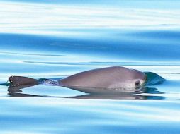 Este viernes entró en vigor la medida que prohíbe el uso de redes de enmalle en la zona donde habita la vaquita marina. INSTAGRAM / leonardodicaprio