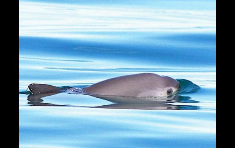 Este viernes entró en vigor la medida que prohíbe el uso de redes de enmalle en la zona donde habita la vaquita marina. INSTAGRAM / leonardodicaprio