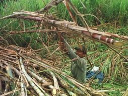 No se gravará el azúcar nacional con el 40.48% y 42.14% que se le impuso por incurrir en dumping. EL INFORMADOR / ARCHIVO