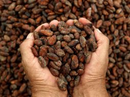 El cacao es muy valorado en Europa, donde se difundió en el siglo XVII. NTX / ARCHIVO