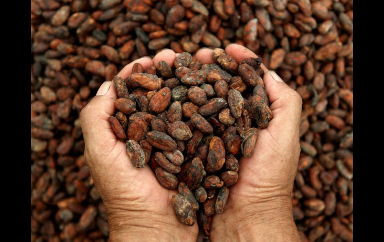 El cacao es muy valorado en Europa, donde se difundió en el siglo XVII. NTX / ARCHIVO