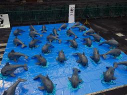 La vaquita marina es víctima colateral de la pesca indiscriminada e ilegal de la totoaba. AFP / A. Estrella