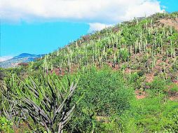 El valle de Tehuacán-Cuicatlán es el hogar de los cactus gigantescos y del águila real. ESPECIAL /