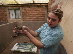 Las granjas acuícolas de ranas son de los proyectos liderados por jóvenes. EL INFORMADOR / ARCHIVO