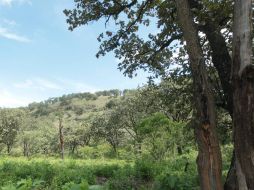 Se realizarían trabajos de preservación de esta zona ambiental, que cuenta con gran biodiversidad en términos de flora y fauna. EL INFORMADOR / ARCHIVO