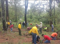 Dice que en lo últimos cuatro años han reforestado 38 hectáreas con pinos y comunes tropicales. TWITTER / @SemadetJal