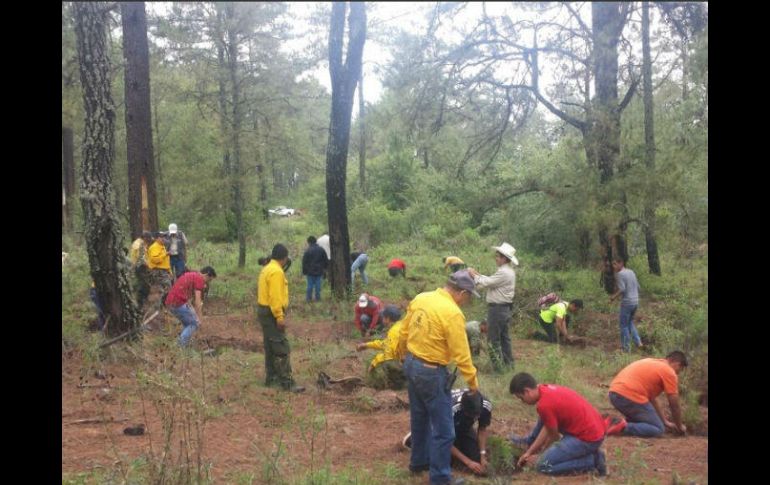 Dice que en lo últimos cuatro años han reforestado 38 hectáreas con pinos y comunes tropicales. TWITTER / @SemadetJal