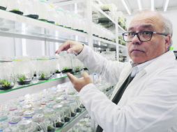 Gustavo Zúñiga. El investigador afirma que el descubrimiento podría ser utilizado para la protección de la piel. EFE /