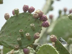 Las propiedades del xoconostle ayudan a reducir los niveles de glucosa en la sangre. EL INFORMADOR / ARCHIVO