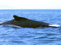 El animal tenía dos líneas de pesca en la boca, seis boyas, y los anclajes jalaban su cola hacia el lecho marino. EL INFORMADOR / ARCHIVO