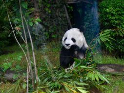 Shuan Shuan y Xin Xin son osas pandas gigantes, las más viejas que viven fuera de China. AFP / P. Pardo