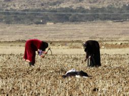 Debido al conflicto, la producción de alimentos se vio afectada; asimismo, la epidemia de cólera agrava la situación en Yemen. AFP / ARCHIVO