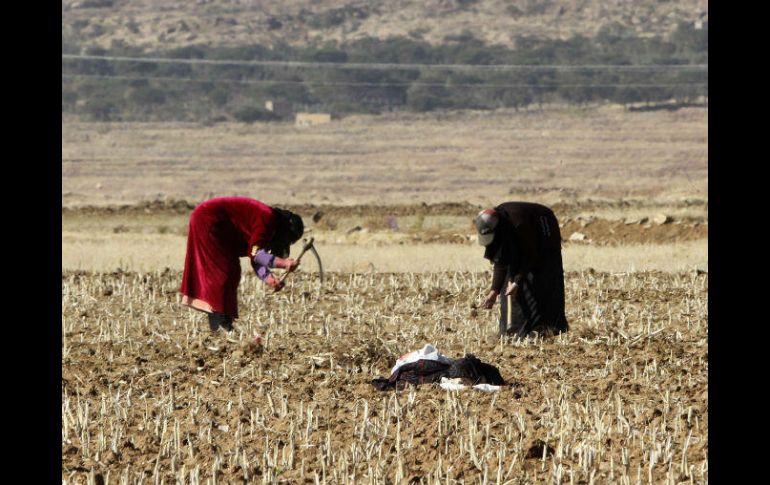 Debido al conflicto, la producción de alimentos se vio afectada; asimismo, la epidemia de cólera agrava la situación en Yemen. AFP / ARCHIVO