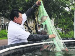 Los pescados producidos en las granjas se comercializan desde hace un par de semanas. ESPECIAL /