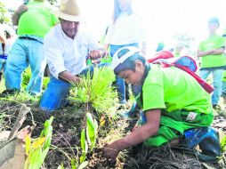 Los árboles se plantaron en nueve puntos del ayuntamiento. ESPECIAL /