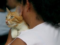 Se deben lavar las manos tras acariciar al animal, además de evitar tener contacto directo en los lugares donde defecan. EL INFORMADOR / ARCHIVO