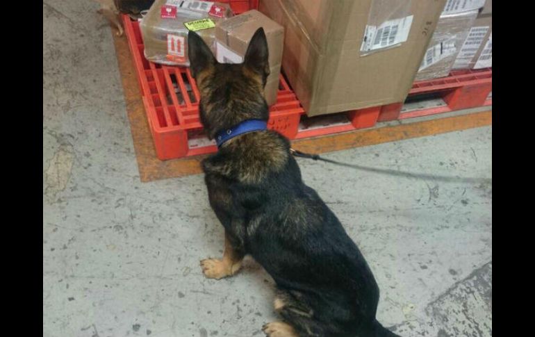 Un binomio canino localizó dos cajas con dicho contenido. ESPECIAL /