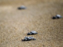 La especie que generalmente llega a las playas es la golfina. EL INFORMADOR / ARCHIVO