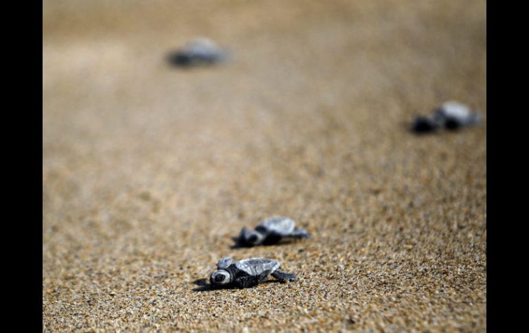 La especie que generalmente llega a las playas es la golfina. EL INFORMADOR / ARCHIVO