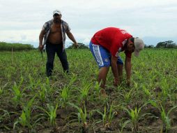 Será necesario que México adopte una posición firme durante las renegociaciones a llevarse a cabo el próximo mes. EFE / ARCHIVO