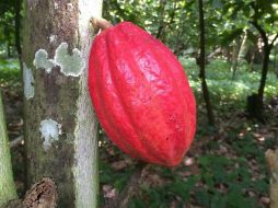 Tabasco, Chiapas y Guerrero, son los principales estados que lo elaboran. NTX / ARCHIVO