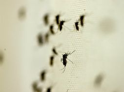 En México, durante 2015 se registraron 21 mil 201 casos de dengue. NTX / ARCHIVO