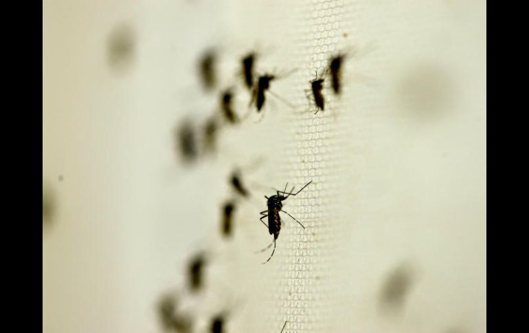 En México, durante 2015 se registraron 21 mil 201 casos de dengue. NTX / ARCHIVO