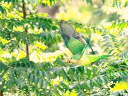 El perico en peligro de extinción de la especie Amazona finschi se observa entre los árboles del parque inmerso en la ciudad. EL INFORMADOR / G. Gallo