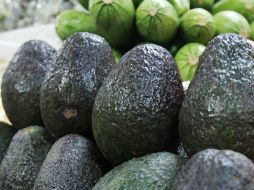 En las últimas semanas el precio del aguacate ha revertido su tendencia alcista, provocada por la estacionalidad de la producción. NTX / ARCHIVO