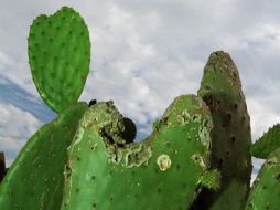 Tras un experimento, se determinó que el nopal ayudó a evitar el estreñimiento en las mujeres que lo consumieron. NTX / ARCHIVO