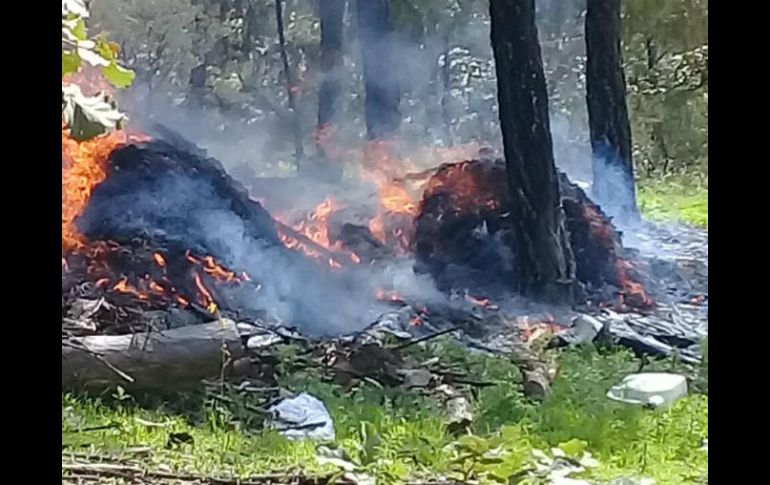 La Fuerza Única quemó el total de los plantíos que encontraron. TWITTER / @FiscaliaJal