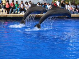 O'Barry explica que los delfines liberados deben defenderse de depredadores, usar su sonar y tener buen estado de salud. NTX / archivo