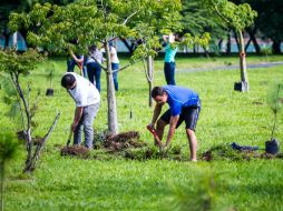 La expectativa de supervivencia de los árboles es del 100% pues tendrán constante supervisión por parte del personal del Parque. EL INFORMADOR / ARCHIVO