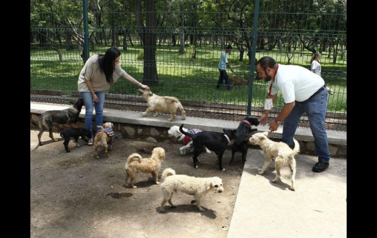 Merilyn Gómez Pozos (i), directora de Gestión Integral de los Derechos de los Animales, consideró que hace falta capacitación. EL INFORMADOR / A. Camacho