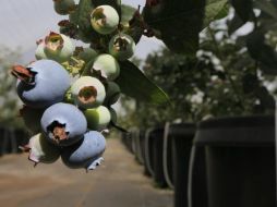 Actualmente México exporta berries a 32 países. TWITTER / @JaliscoSEDER