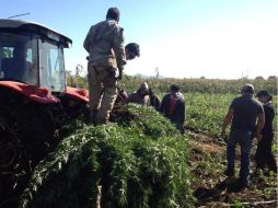 En los predios, los efectivos destruyen por medio de incineración, 132 mil 400 plantas de cannabis sativa (mariguana). EFE / ARCHIVO