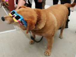 Perros y gatos no muestran interés propio por el fenómeno y es muy poco probable que las mascotas volteen al cielo. AFP / ARCHIVO