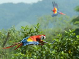 La liberación de las aves forma parte de un proyecto que busca haber liberado 130 ejemplares en un plazo de cuatro años. EFE / ARCHIVO