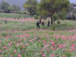 La destrucción de miles de plantas de amapola a manos de las autoridades, provocó el aumento de la disputa de los grupos delictivos. TWITTER / @RAlvarezHeredia