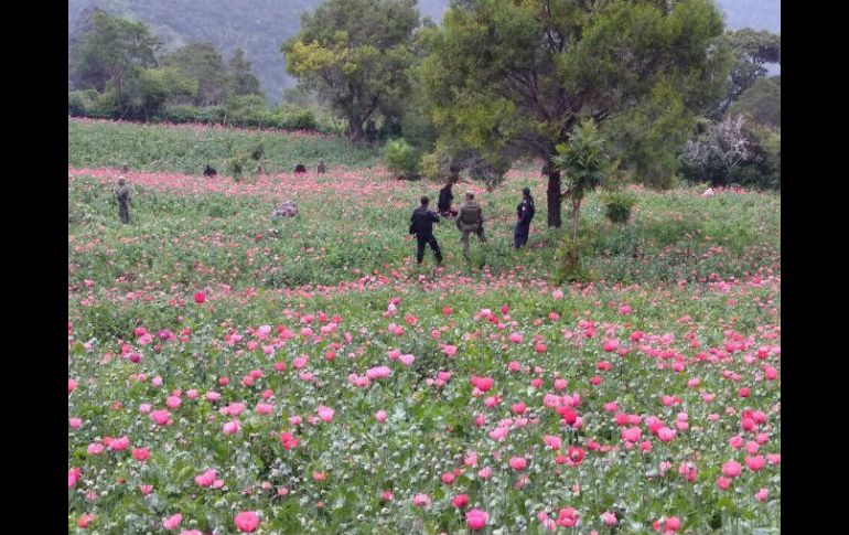 La destrucción de miles de plantas de amapola a manos de las autoridades, provocó el aumento de la disputa de los grupos delictivos. TWITTER / @RAlvarezHeredia