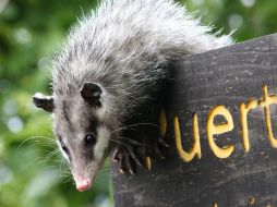 Los animales fueron liberados en un área natural dentro municipio. ESPECIAL / Gobierno de Tlajomulco