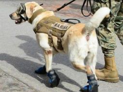 ‘Frida’ un visor para protegerse en caso de humo y botas que le ayudan para que el terreno no le dañe sus pies. TWITTER / @gobmx