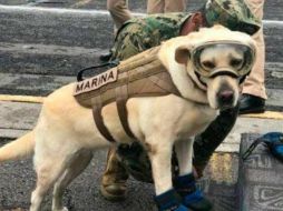 Frida es una veterana de siete años entrenada en el rastreo de narcóticos.