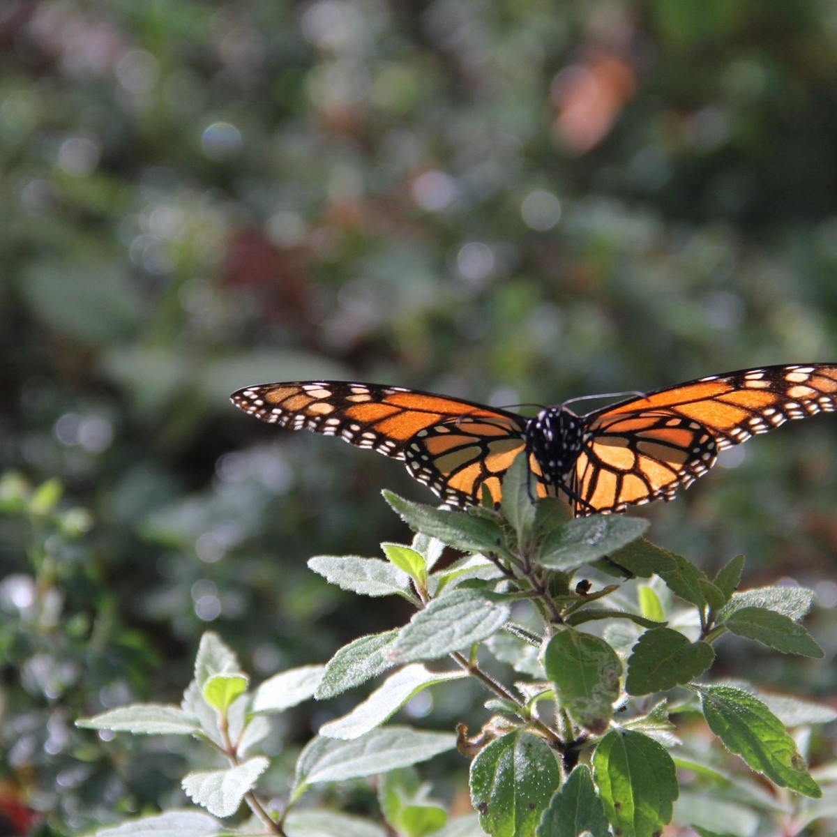 Mariposa Monarca Llega A Michoacn El Informador Noticias De