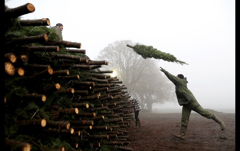 Un trabajador de una plantación de árboles de Navidad en Oregon, Estados Unidos, acomoda un ejemplar recién cortado en una pila que se alista para salir a la venta. AFP/ J. Sullivan